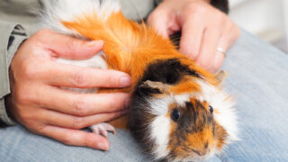 モルモットを診れる動物病院は意外と少ない？飼う前にチェック！
