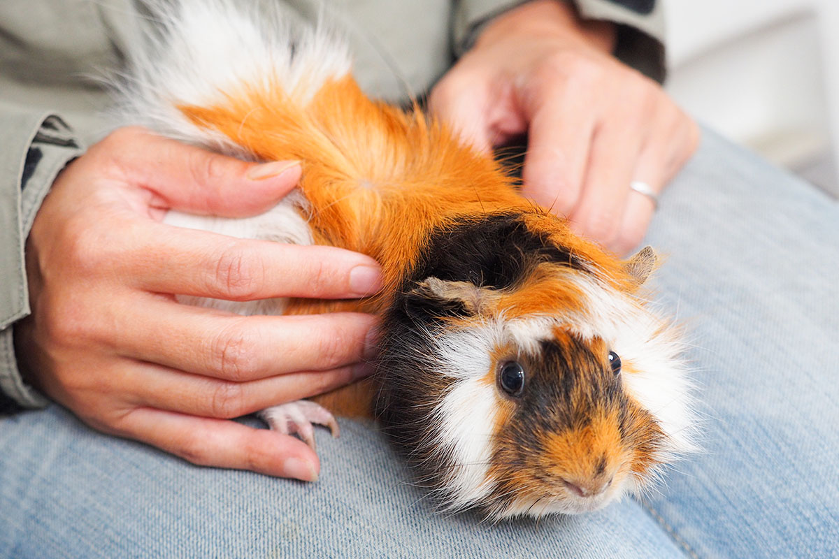 モルモットを診れる動物病院は意外と少ない?飼う前にチェック!